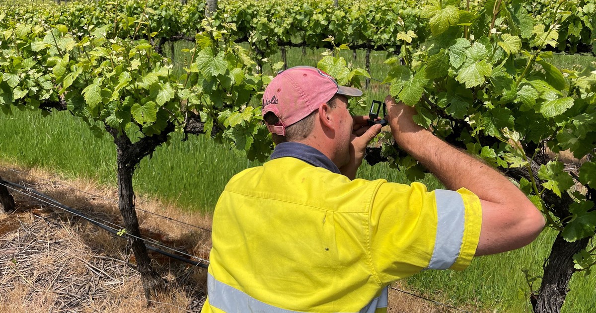 Dual insecticide a valuable rotation partner against grapevine